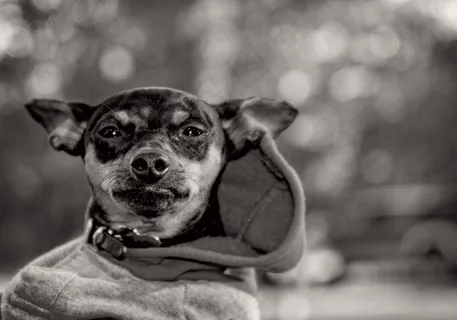 狗，动物，宠物，迷你杜宾犬，犬，小狗