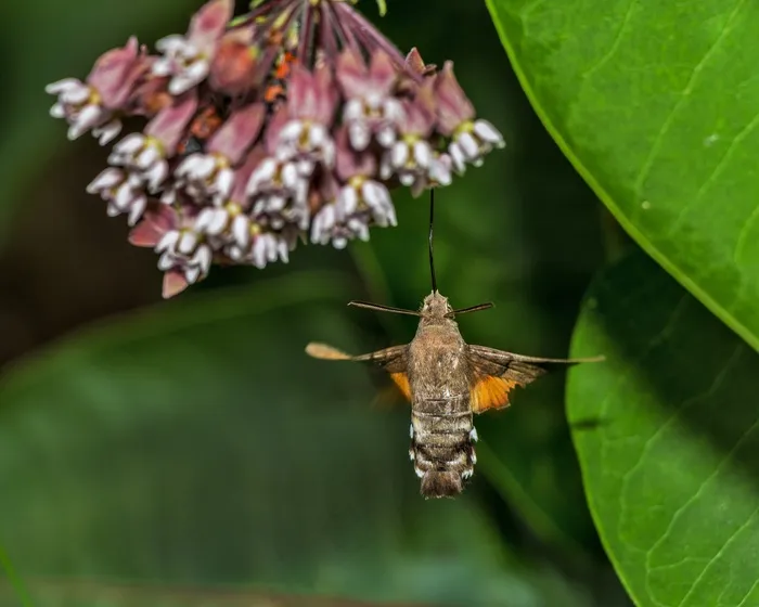 巨球星（Pollglossum）