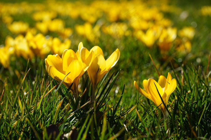 番红花，鲜花，植物，春天，Frühlingsblüher，黄色