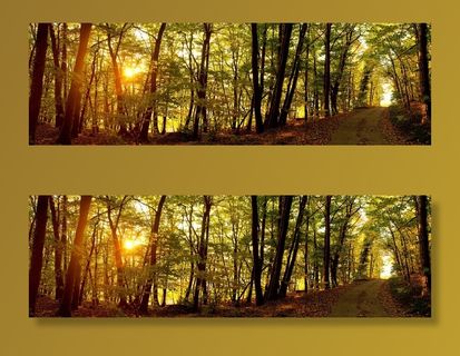 日出，森林，森林路径，秋季，森林，自然