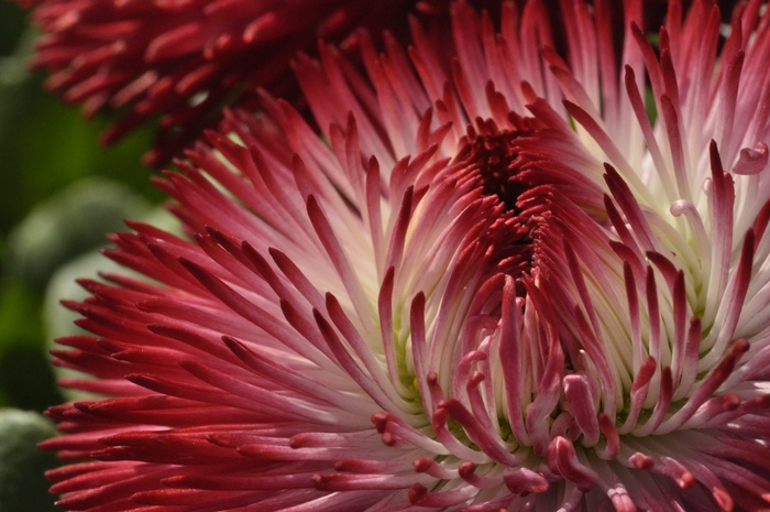 花，开花，红色，白色，摘要，关闭