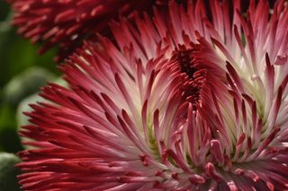 花，开花，红色，白色，摘要，关闭