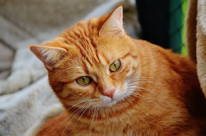 猫，宿醉，红色，可爱，鲭鱼，虎，甜