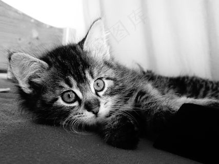 猫，年轻，好奇，宠物，看法，头，关注