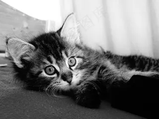 猫，年轻，好奇，宠物，看法，头，关注