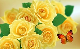 黄玫瑰，罗莎，玫瑰，性质，花，玫瑰丛