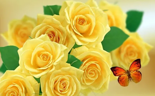 黄玫瑰,罗莎,玫瑰,性质,花,玫瑰丛 黄玫瑰,罗莎,玫瑰,性质,花,玫瑰丛