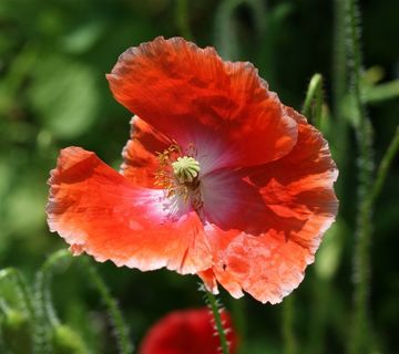 罂粟，红色，鲜花，罂粟花，开花，盛开