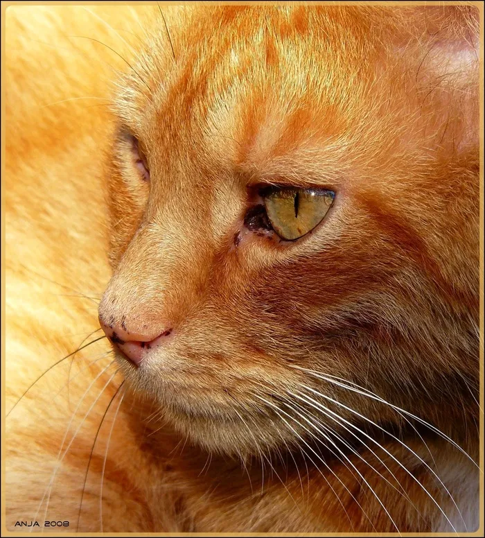 猫，猫肖像，宿醉，家猫，鼻子