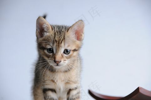 猫，小型猫，贪