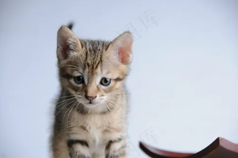 猫，小型猫，贪