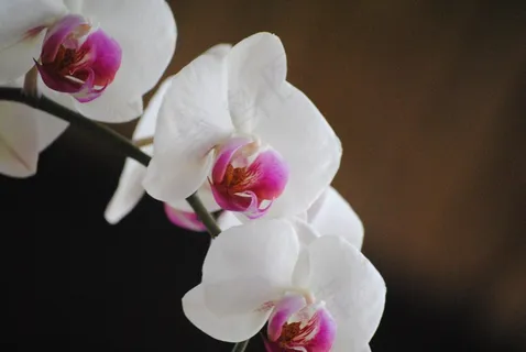 兰花,白色,花,性质,热带,花瓣,植物 兰花,白色,花,性质,热带,花瓣,植物