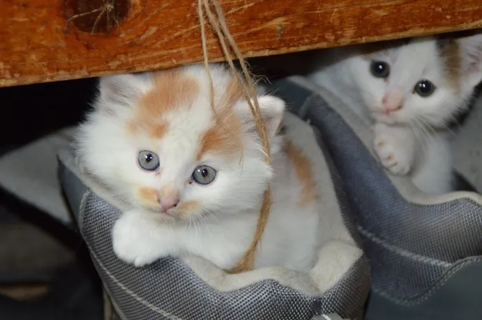 猫，宠物，猫的眼睛，Mieze，亲爱的，可爱的猫，鞋