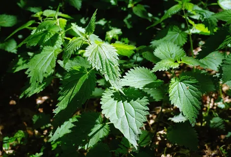 荨麻,绿色,森林,自然,阳光,药用植物 荨麻,绿色,森林,自然,阳光,药用植物