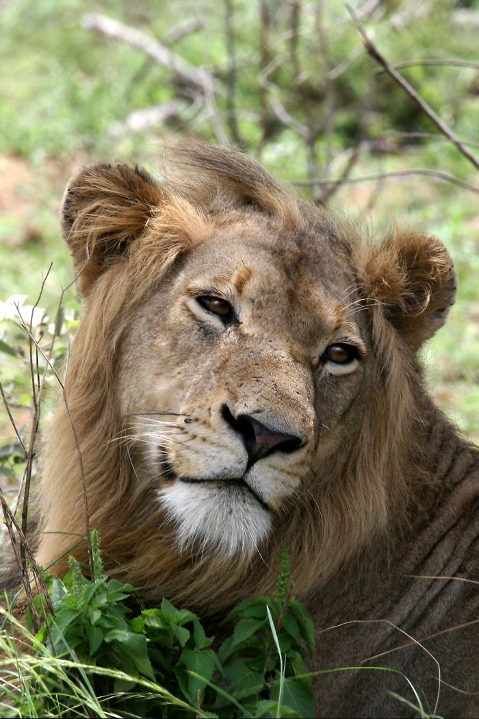 狮子，肖像，野生动物，哺乳动物，食肉兽，鬃毛，头