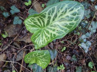 叶子，森林，自然