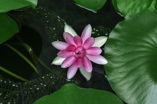睡莲，莲花，水生植物，药用植物