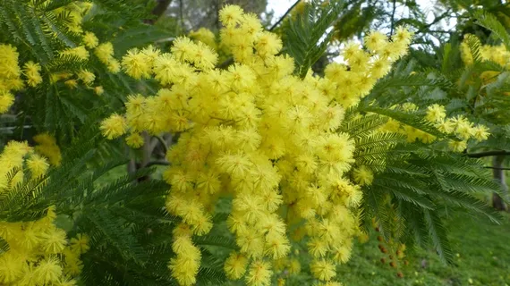 含羞草,花,盛开,黄色,妇女党 含羞草,花,盛开,黄色,妇女党