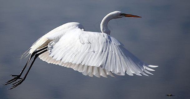 大白鹭，鸟，野生动物，飞行，自然，水