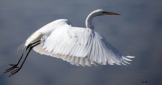 大白鹭，鸟，野生动物，飞行，自然，水