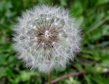 蒲公英,路边,指出花,白色,绿色 蒲公英,路边,指出花,白色,绿色