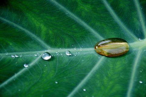 滴植物叶子，水，植物，天然，植物