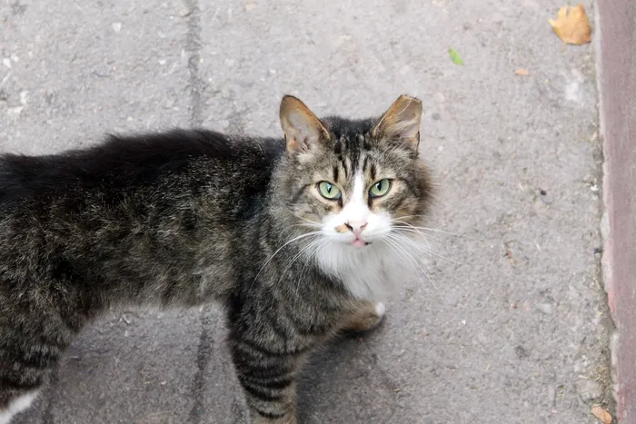 猫，街，猫，街，动物，毛皮，宠物，野，可爱