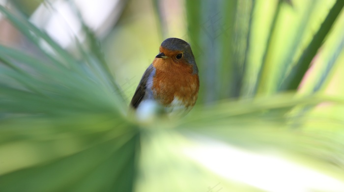 罗宾，鸟，Redbreast，红色的乳房，鸣禽，棕榈树