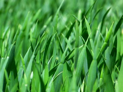 草，草叶，自然，草地，关闭，绿色