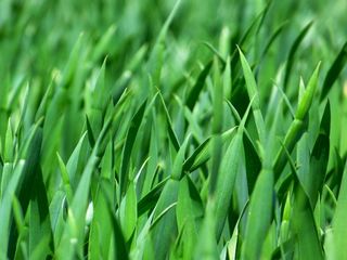 草，草叶，自然，草地，关闭，绿色