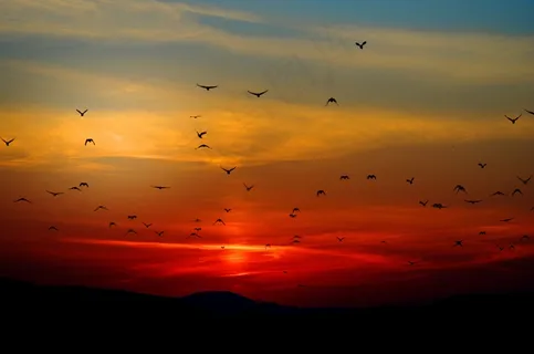天空,霞光,屏幕截图,灯,飞机,落日的天空中的鸟 天空,霞光,屏幕截图,灯,飞机,落日的天空中的鸟