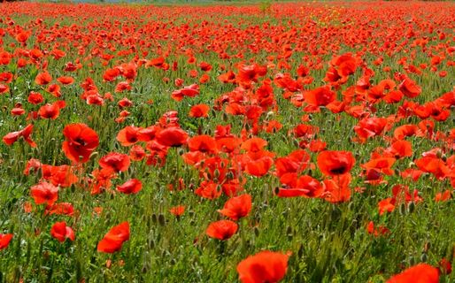 罂粟花，红色，花，营