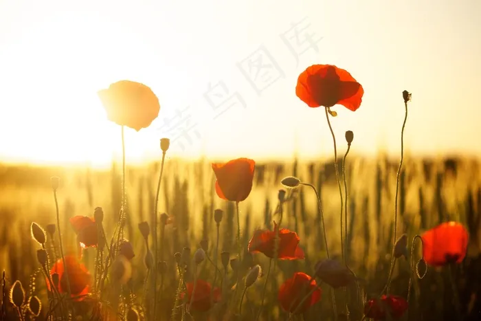 罂栗花,罂粟花,沙宾罂粟,花海,罂粟,红色罂粟花田