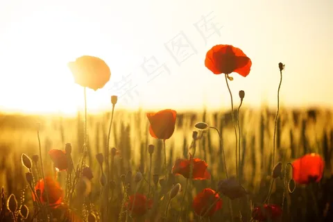 罂栗花,罂粟花,沙宾罂粟,花海,罂粟,红色罂粟花田 罂栗花,罂粟花,沙宾罂粟,花海,罂粟,红色罂粟花田