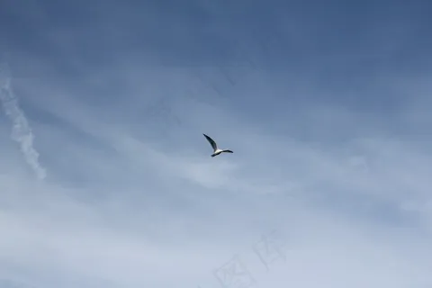 海鸥,红嘴鸥,塘鹅,燕鸥,雪雁,天空鸟飞行海鸥 海鸥,红嘴鸥,塘鹅,燕鸥,雪雁,天空鸟飞行海鸥