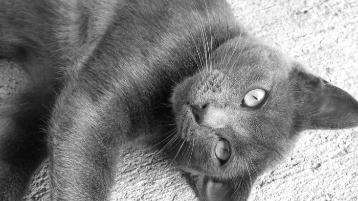 猫，动物，猫的，黑白色