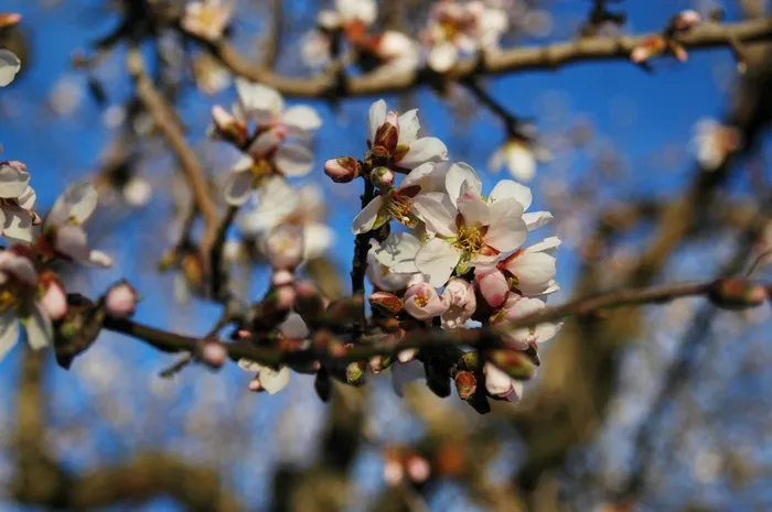 杏仁树，杏仁，性质，树，蔬菜