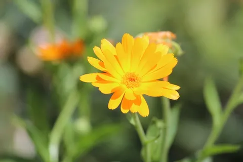 花,黄色,植物,性质,花瓣,黄色的花 花,黄色,植物,性质,花瓣,黄色的花