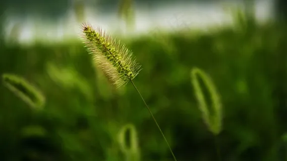 狗尾草,草,植物,路边,粉碎 狗尾草,草,植物,路边,粉碎
