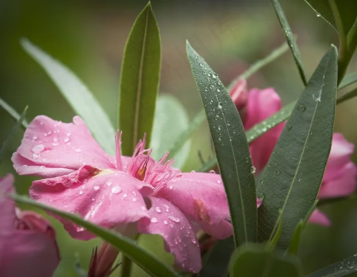 植物，自然，花宏，夏天，花园