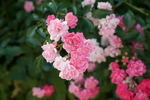 玫瑰,粉红色,性质,香,花,开花,盛开 玫瑰,粉红色,性质,香,花,开花,盛开