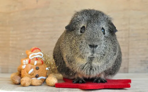 豚鼠,光滑的头发,Lemonagouti 豚鼠,光滑的头发,Lemonagouti