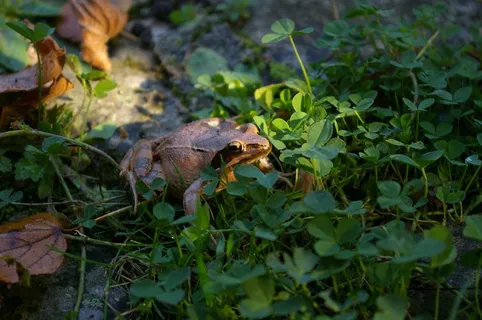 青蛙，蟾蜍，两栖类，动物，野生动物，拓荒，动物学