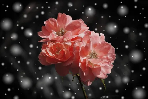 碧桃,海棠花,红梅,梅花,红梅花,红玫瑰鲜花在雪中 碧桃,海棠花,红梅,梅花,红梅花,红玫瑰鲜花在雪中