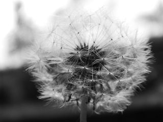 蒲公英，蒲公英，宏，绒毛，春天