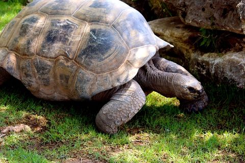 龟，乌龟，薄壳，动物，爬行，性质，慢