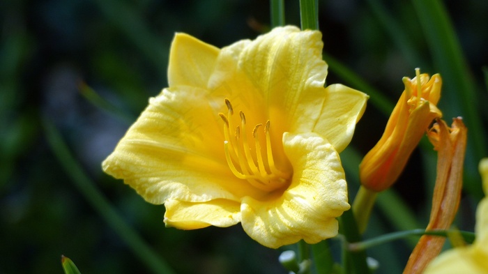 莉莉，百合，花，一天，Εκδηλώσεις，黄色，盛开