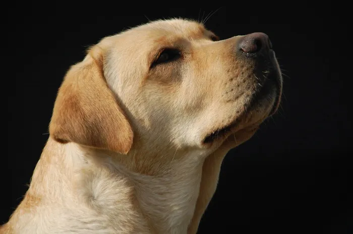 金毛猎犬，狗，拉布拉多，母狗，宠物，白