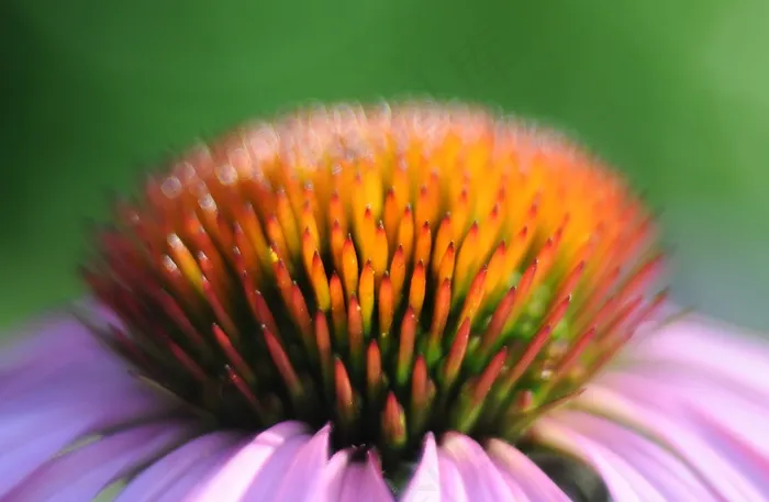 金花菊,松果菊,花卉,紫锥菊,菊花,测量视图花接近锥花