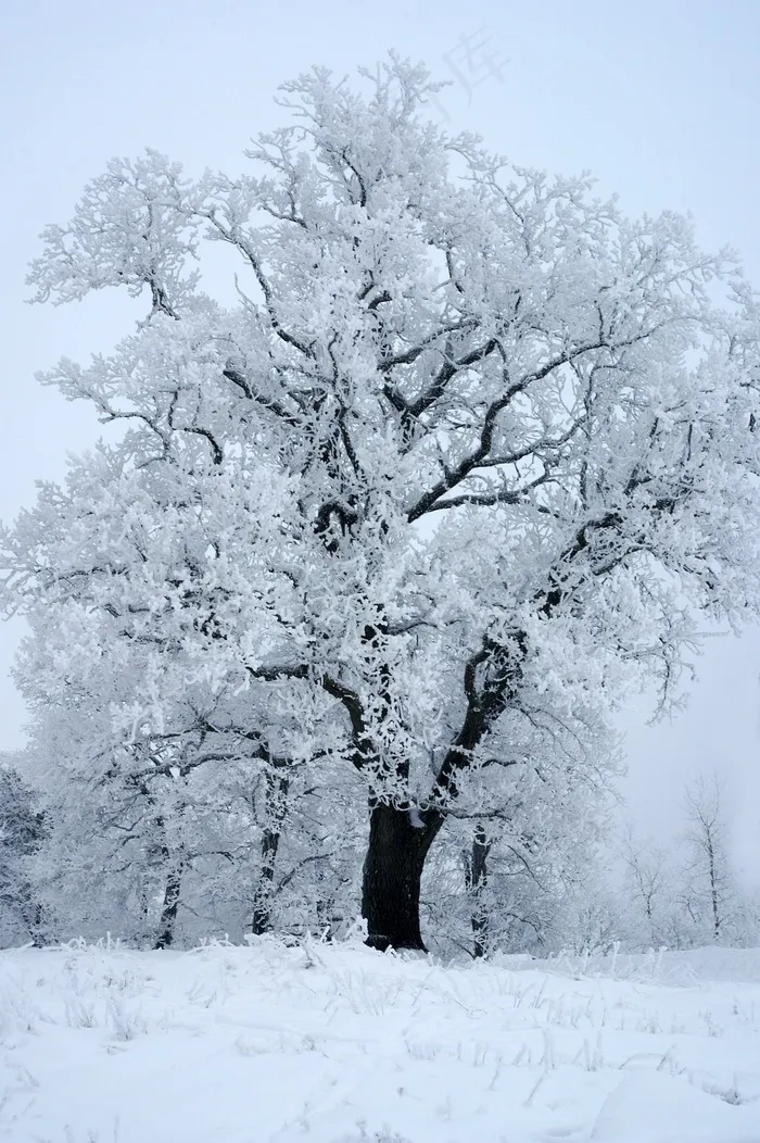 冬季，雪，冰晶，冷，树，乌普萨拉，瑞典